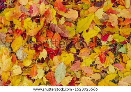 Many different autumn of leaves on earth.Carpet of yellow leaves.