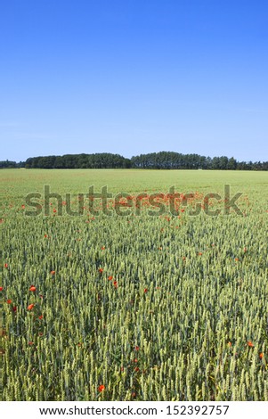 an unripe field of wheat with bright red poppies growing in yorkshire farmland in england under a clear blue sky
