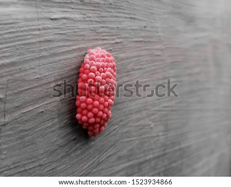 macro frog egg on soft focus gray wall cement