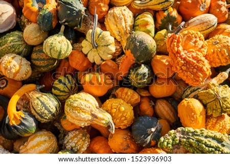 Decorative gourd varieties harvested and stacked up in a farm.