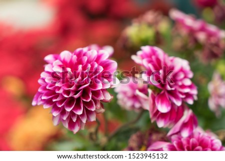 Beautiful bright purple chrysanthemum flower on the background