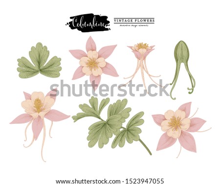 Sketch Floral Botany Collection. 
 Pink Columbine flower (Aquilegia chrysantha) drawings. Beautiful line art on white backgrounds. Hand Drawn Botanical Illustrations. Nature Vector. Royalty-Free Stock Photo #1523947055