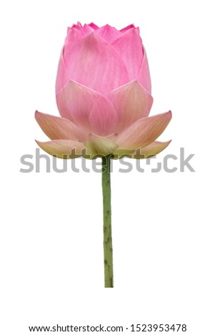 One pink lotus flower white background
