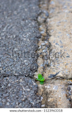 Picture of trees and stone surfaces of a background image with fissures