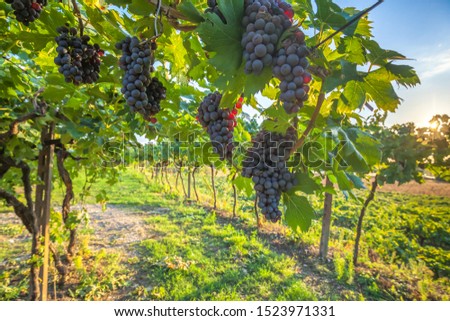grape harvest in  Italian vineyard