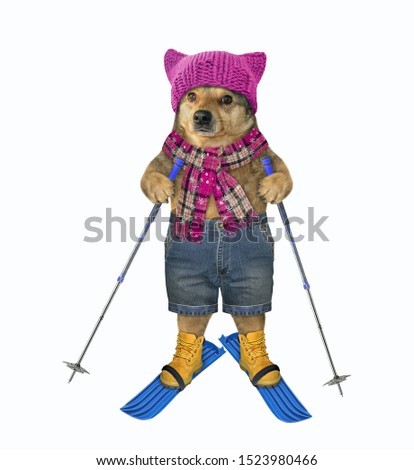 The dog in a knitted hat, a scarf and shorts with ski poles is skiing. White background. Isolated.