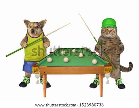 The dog and the cat are playing billiards together. White background. Isolated.