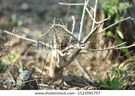 tree branches that have dried due to lack of water