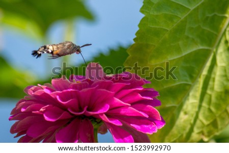 The hummingbird hawk-moth (Macroglossum stellatarum) is a species of moth. Itis distributed throughout the northern Old World from Portugal to Japan.