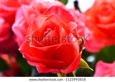 Fresh beautiful scarlet roses in natural setting close up