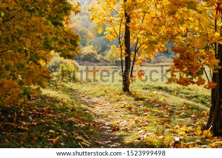 Autumn forest with bright trees and leaves