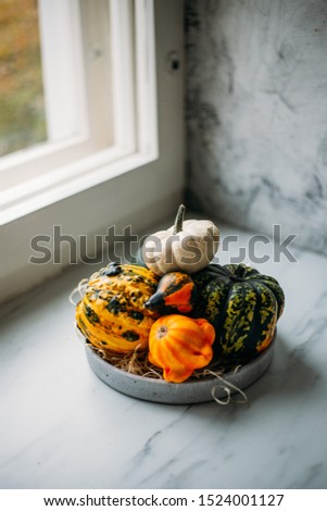 Colorful autumn decoration of pumpkins