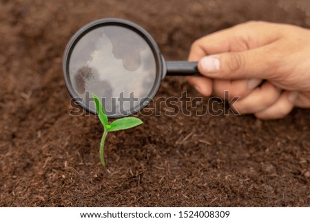Hand holding a magnifier and looks at green plant seedling on black fertile soil. Concept of of the experiment of agriculture, care of plant and farm. Close-up shot of hands and magnifier. Image. Royalty-Free Stock Photo #1524008309