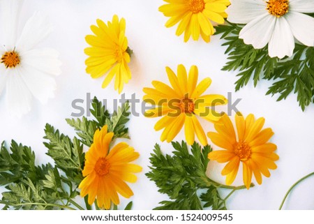 Flowers composition. various colorful flowers on white background. Flat lay, top view. yellow and red wildflowers.