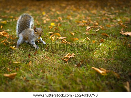 Cute squirrel feeding in the park