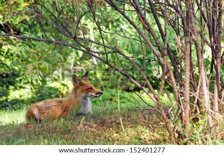 A beautiful red fox stops for a rest on the edge of the forest
