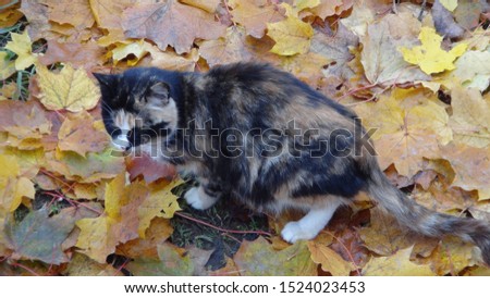 colored cat hid and disguised itself as fallen autumn leaves