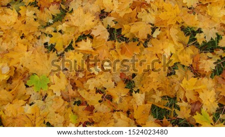 veil of colored leaves fallen from trees in the autumn season