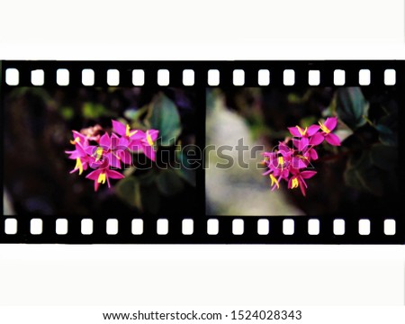 Color slide film with real picture,pictures on old fashion films over white background.real pic on film