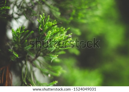 blurred branch of pine tree in pine forest