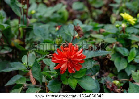 Dahlia decorative border Art Nouveau. Small red flower on a background of green leaves