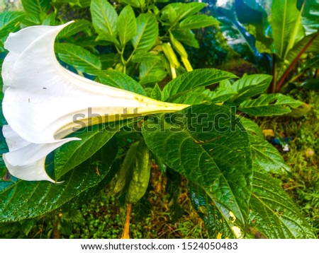 White Flower with Leaf in Ethiopia