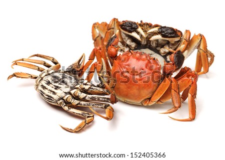 Cooked crab isolated in white background 