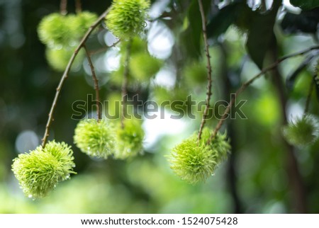 Young Green fruits of rambutan is raw in the orchard
