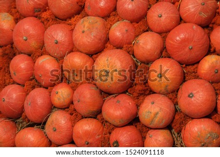 orange pumpkins of various shapes and sizes are laid out in a row - the background for Thanksgiving, Halloween and autumn.