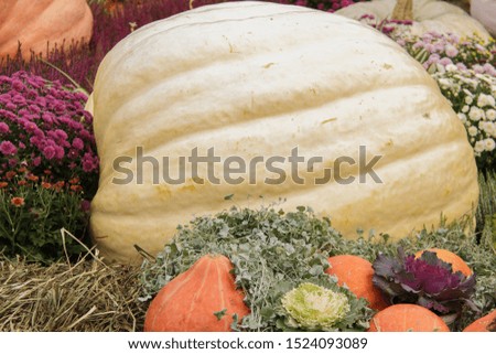 A very large light yellow pumpkin - background for Thanksgiving and Halloween. The concept of a rich autumn harvest.