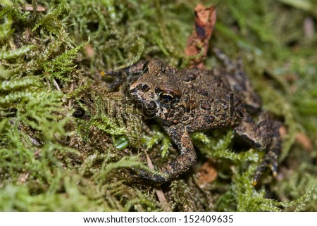 northwestern toad