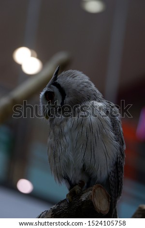bird of night,owl on a branch