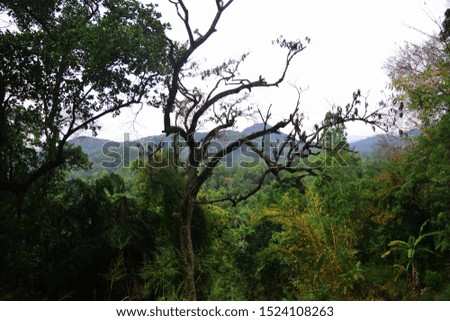 Plants and Nature Sri Lanka