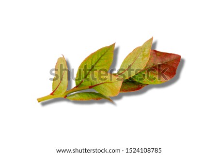 autumn leaves with shadow on a white background. blueberry leave