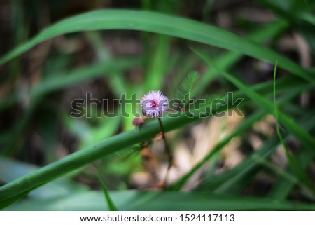 Small Plants in Sri Lanka
