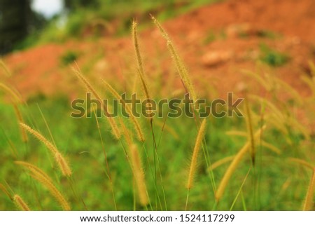Small Plants in Sri Lanka