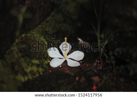 Little  white flowers image photography stock