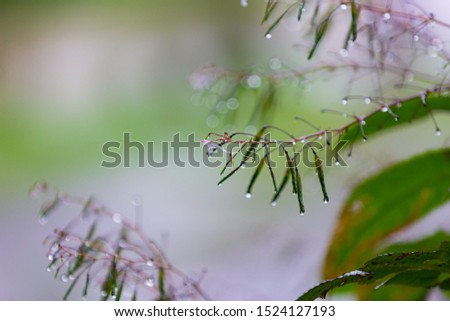 Small grass with water drop after raining on the morning.