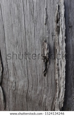 Picture of the texture of the old wood surface with natural wear and tear