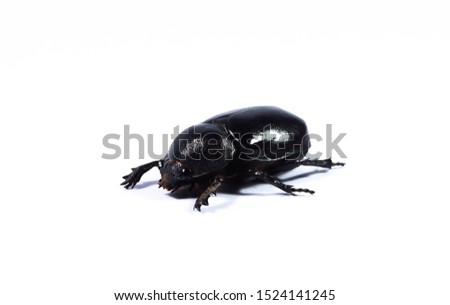 Stag beetle female isolated on white background