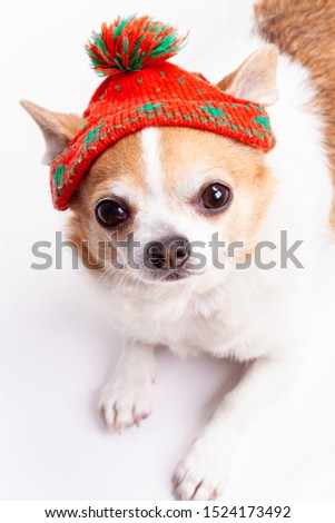 Chihuahua breed dog in a hat on a white background