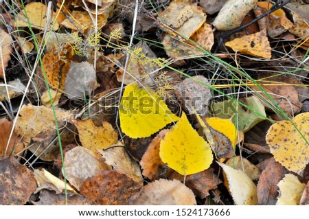Background. Autumn forest. Fallen yellow and brown leaves and twigs of trees lying on the ground.