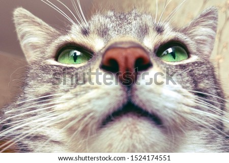 Funny selfie portrait of a cat, close-up