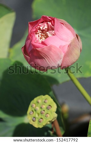 Pink lotus blooming in the pond