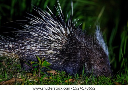 malayan porcupine big isolated in the forest