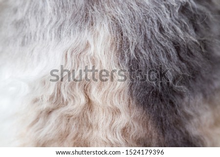 Background texture curly-haired cat fur, wool close up