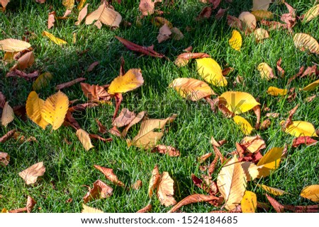 Beautiful background of autumn leaves on green grass. Nature photography. Autumn concept.