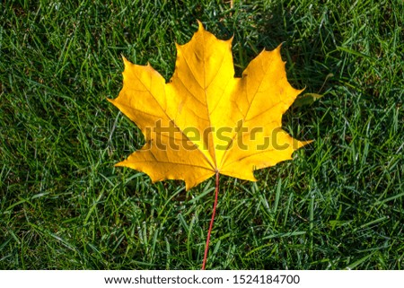 Yellow maple leaf on a background of green grass. Nature photography. Autumn concept.