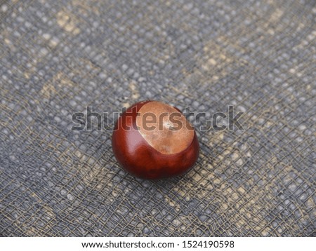 Chestnut fruit Aesculus on a dark and original background close-up. Beautiful simple pattern for decoration and design.