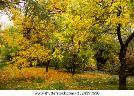 Bright colorful autumn park with yellow and green trees